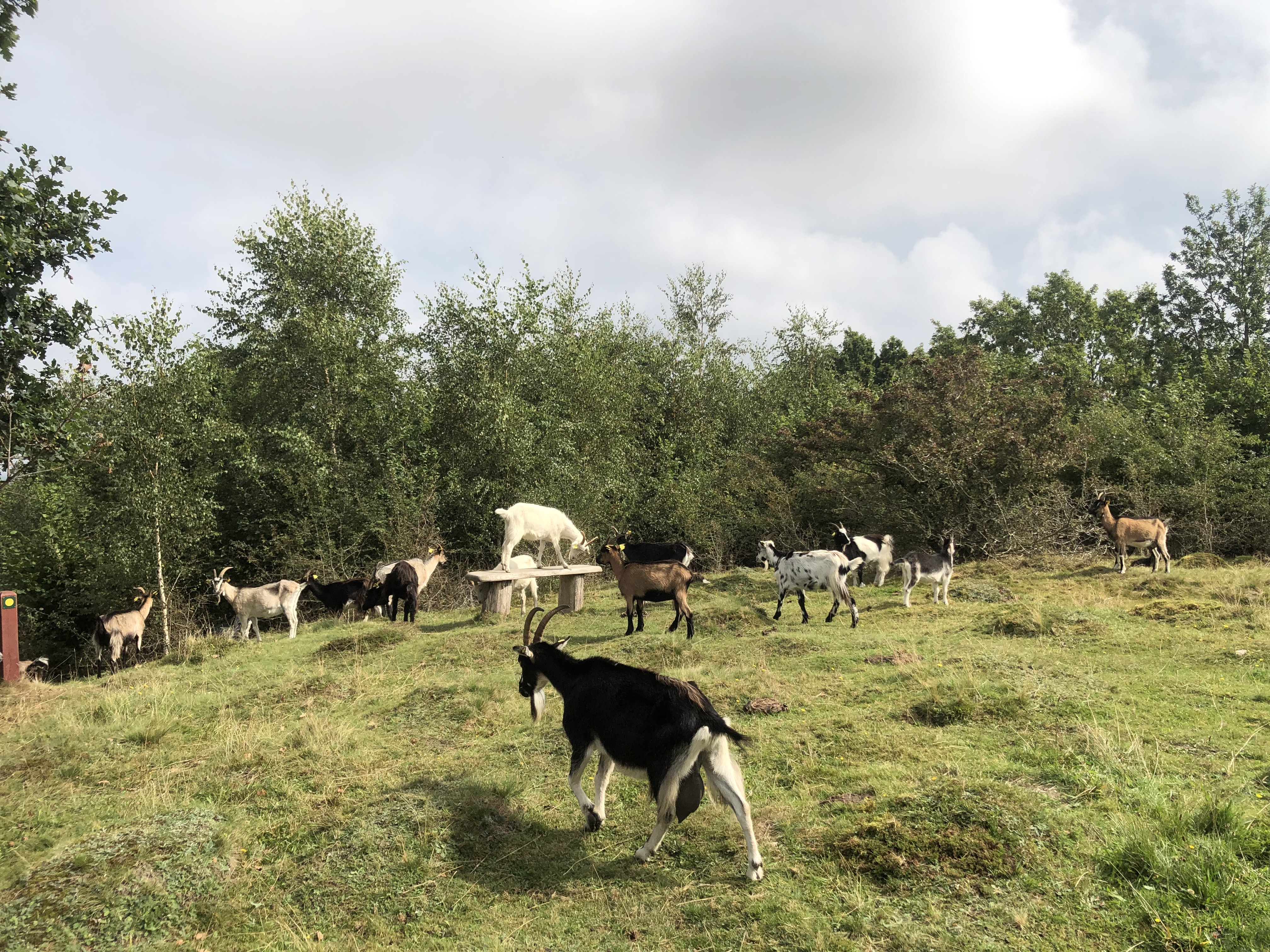 Svinehaverne (13).jpg